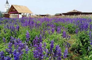 藍調薰衣草莊園 藍調薰衣草莊園