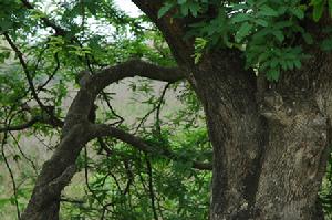 大田自然保護區