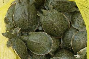 靈台中華鱉 靈台中華鱉