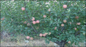 三基點溫度 三基點溫度