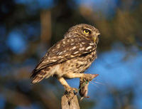 所羅門鴞 所羅門鴞