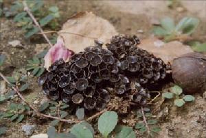 鳥巢菌 鳥巢菌
