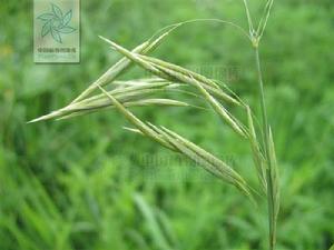 普康雀麥 普康雀麥