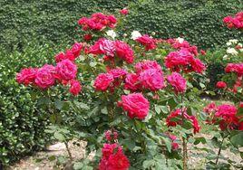 胡莊玫瑰花球 胡莊玫瑰花球