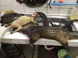 野生動物年夜飯事件 野生動物年夜飯事件