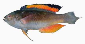 紅緣絲鰭鯛 紅緣絲鰭鯛