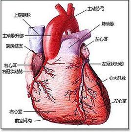 冠脈血流量 冠脈血流量