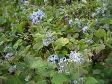 大葉毛茛 大葉毛茛