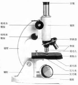 簡易顯微鏡結構圖