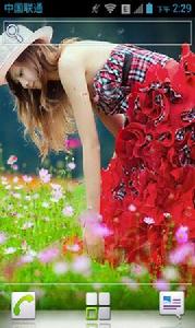 美麗的格桑花 美麗的格桑花