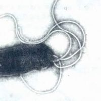 化學致癌因子 化學致癌因子