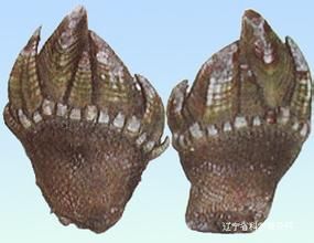 茗荷海百合 茗荷海百合