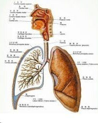 支氣管炎 支氣管炎