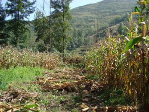 大核桃樹自然村-玉米種植