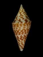 深閨芋螺 深閨芋螺