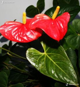 紅花朵朵開 紅花朵朵開