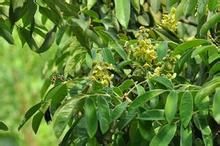 毛果冬青 毛果冬青