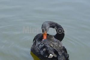 今顎總目 雁形目