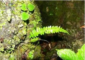 大關耳蕨（原變種）