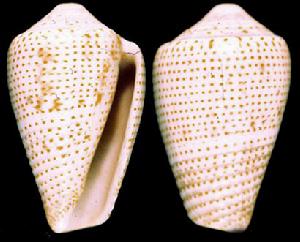 點斑芋螺 點斑芋螺