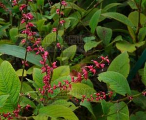 毛葉紅珠七(變種) 毛葉紅珠七(變種)