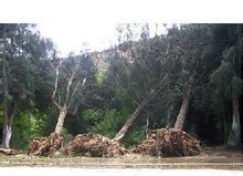 颱風珍珠造成的危害