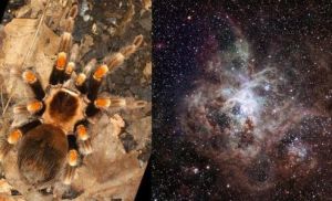 瑪利舞蛛 瑪利舞蛛