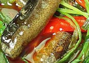 炮筒鱔魚 炮筒鱔魚