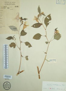 瓦氏鳳仙花 瓦氏鳳仙花