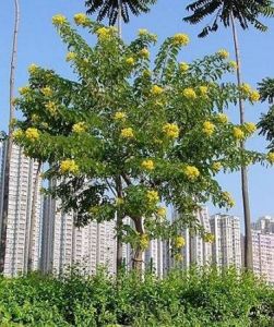 蔓性木本植物 蔓性木本植物