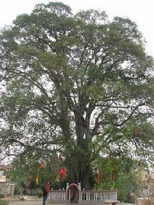 十河朴樹 十河朴樹