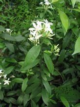 川山橙根 川山橙根