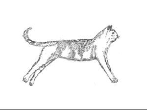 去大腦僵直 去大腦僵直