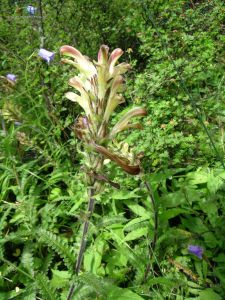 伯氏馬先蒿 伯氏馬先蒿