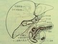 肝外膽道 肝外膽道