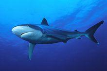 白邊真鯊
