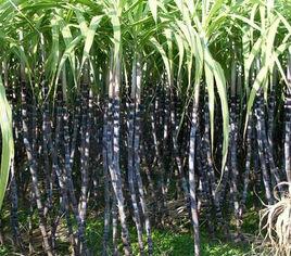 甘蔗[禾本科甘蔗屬植物]