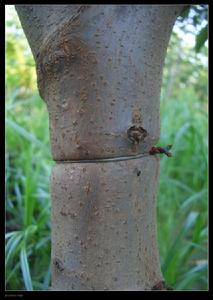 絞勒核桃幼樹樹幹