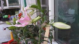 徐花8號 徐花8號