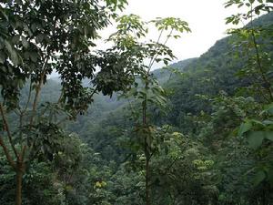 嘎灑鎮橡膠種植場