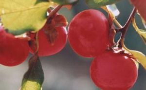 紅柿(原變型) 紅柿(原變型)