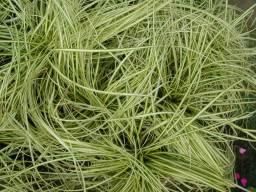 金葉苔草 金葉苔草