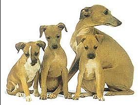 義大利靈提 義大利靈提