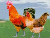 高一村[陝西山陽縣十里鄉下轄村]