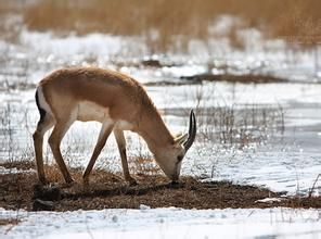 金蒙黃羊 金蒙黃羊