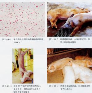 豬接觸傳染性胸膜肺炎 豬接觸傳染性胸膜肺炎