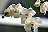 Phalaenopsis cultivar 2-01-2010 14-16-20.jpg