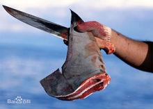 剛剛切下來的魚翅