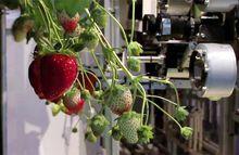 採摘草莓機器人
