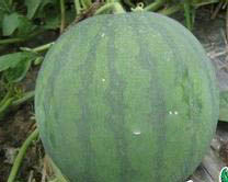 得利一號 得利一號